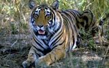 Tiger at Sawai Madhopur
