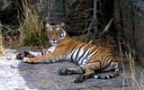 Tiger at Ranthambore National Park