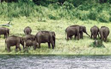 Wildlife - Thekkady